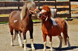 horses-1348287_960_720